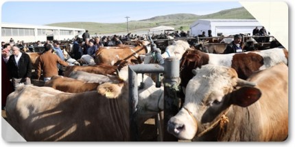 2025 Yılı Vekaletle Kurban Kesim Bedelleri Açıklandı